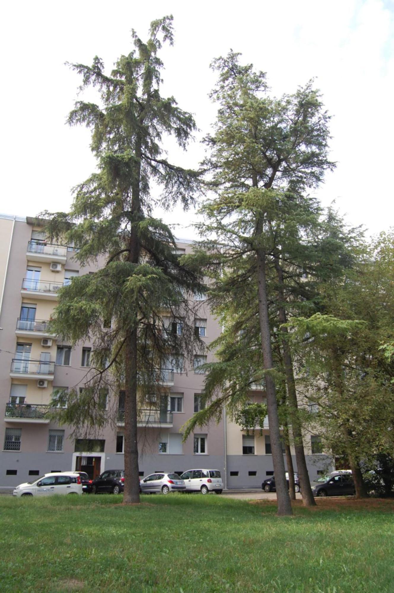 Bed and Breakfast Orchidea Bolonia Exterior foto