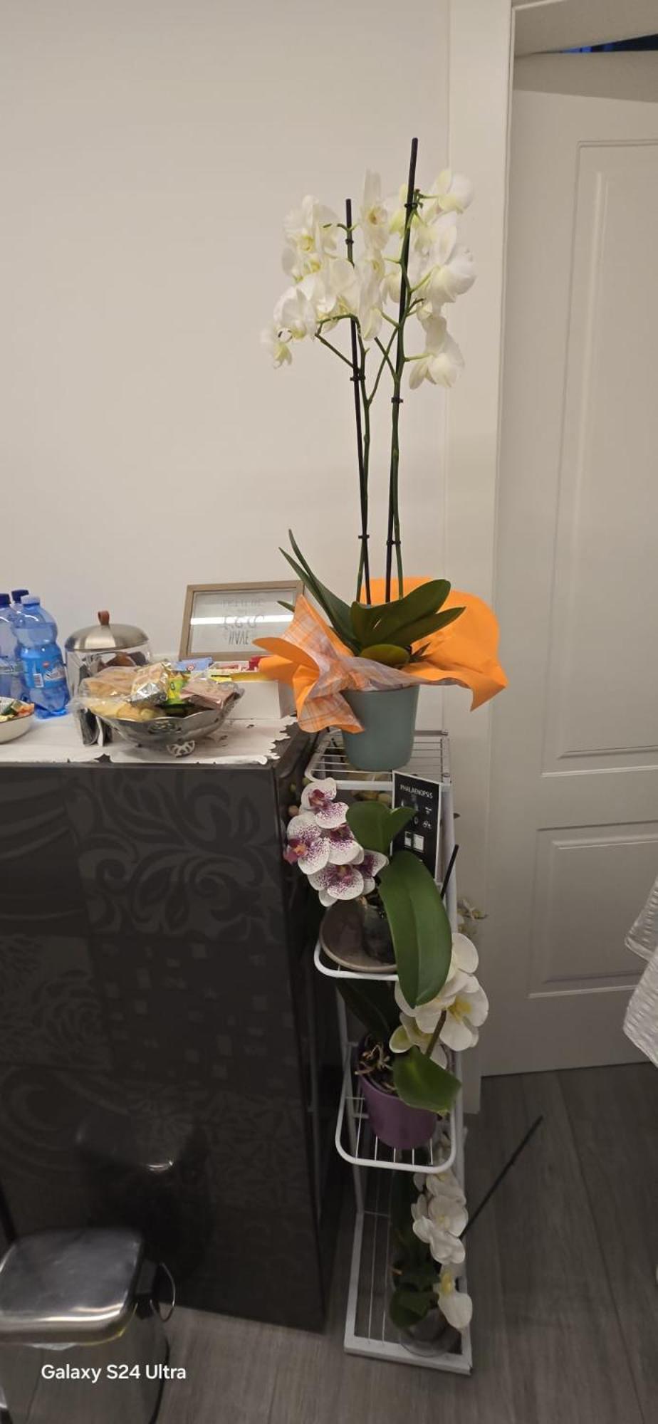 Bed and Breakfast Orchidea Bolonia Exterior foto
